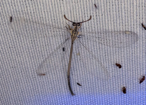 Clathroneuria coquilletti