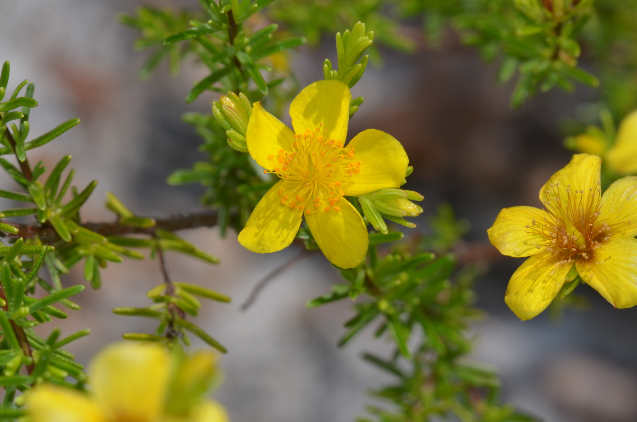 Hypericum tenuifolium