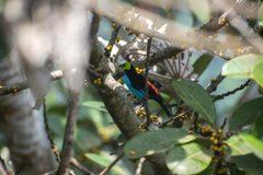 Tangara chilensis chilensis
