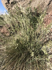 Poa fendleriana