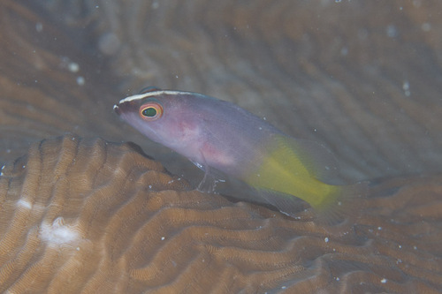 Chocolate Grouper