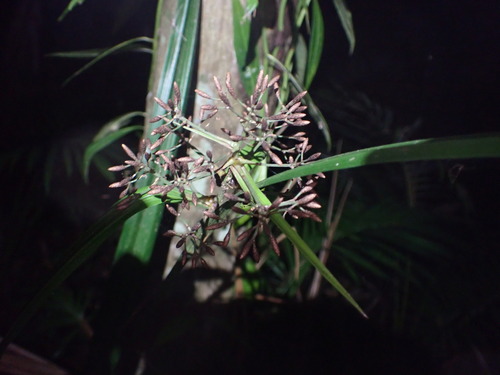 Hypolytrum nemorum