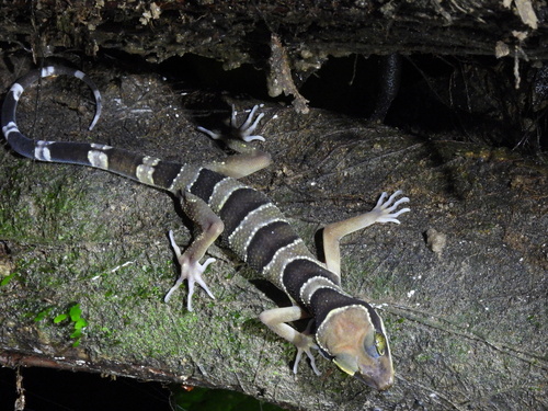 Khao Chong Bent-toed Gecko