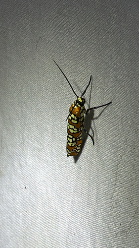 Ailanthus Webworm Moth (Atteva aurea)