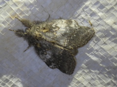 Peridea basitriens