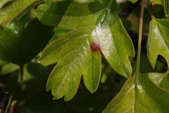 Gymnosporangium clavariiforme