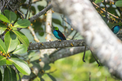 Tangara chilensis chilensis