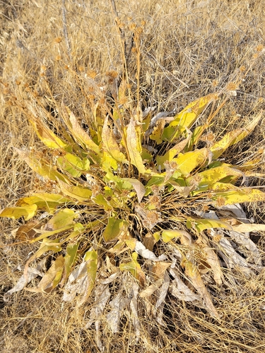 Balsamorhiza careyana, photograph 2