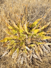 Balsamorhiza careyana, photograph author not stated, no rights reserved
