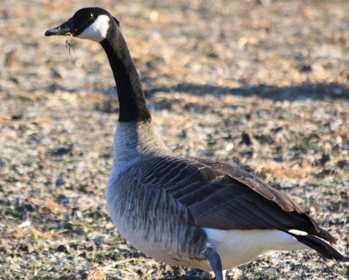 Branta canadensis