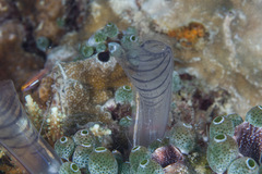 Rhopalaea circula