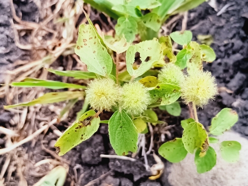 Acalypha alopecuroidea