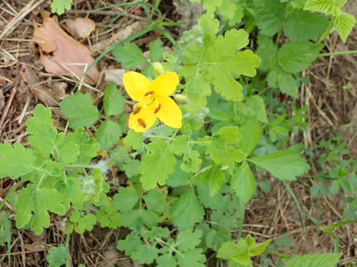 Didžioji ugniažolė