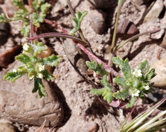 Ipomopsis polycladon