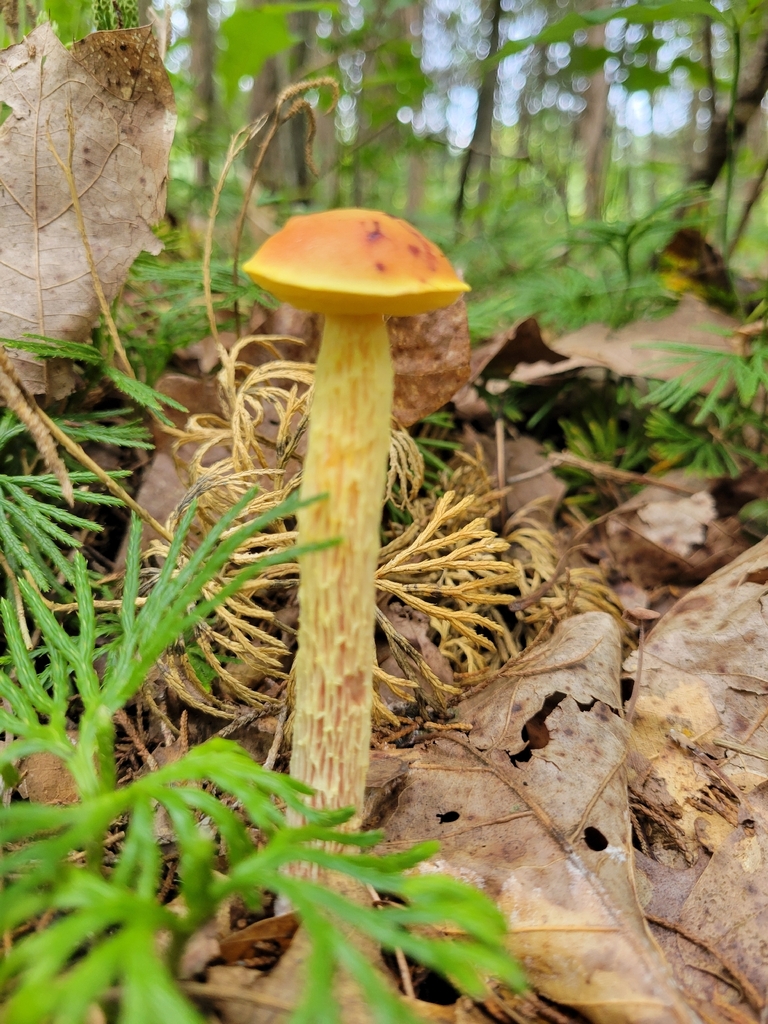shaggy-stalked bolete · August 2026 · photo: Photo: (c) Rory O'Shea, some rights reserved (CC BY) · iNaturalist
