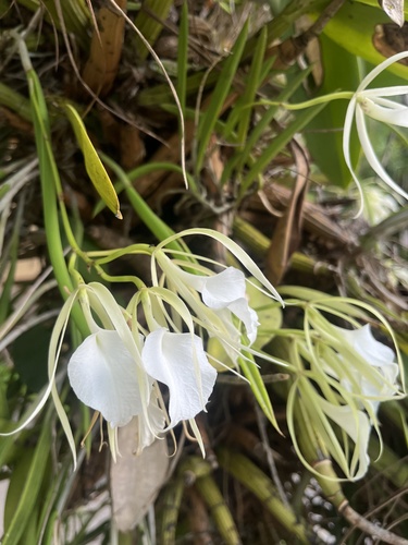Lady of the Night Orchid