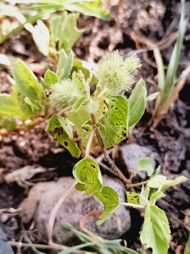 Acalypha alopecuroidea, photograph 1
