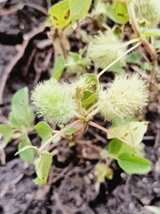 Acalypha alopecuroidea, photograph (c) nasua, some rights reserved (CC BY)