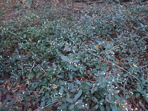 Alternanthera brasiliana