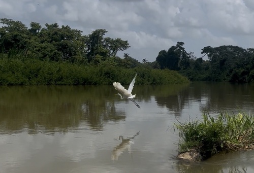 Great Egret