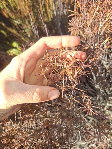 Dracophyllum subulatum observed 2026-08-17