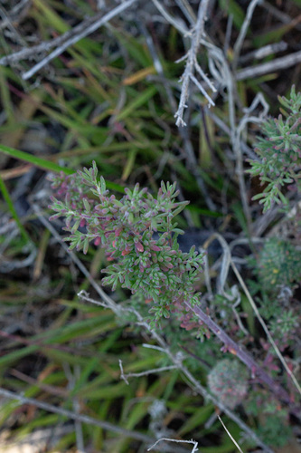 Maireana brevifolia, photograph 5