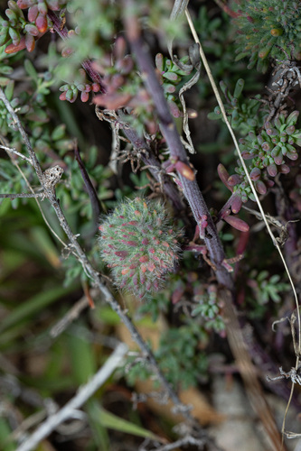 Maireana brevifolia, photograph 6