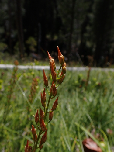 California bog asphodel (Narthecium californicum)