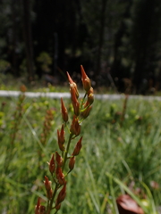 Narthecium californicum