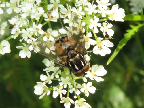 Graphomya maculata, Leidschendam, Nederland, photo 6 of 10