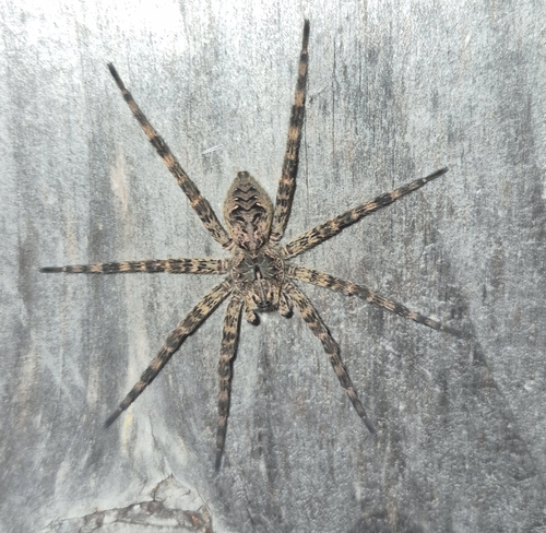 Dark Fishing Spider