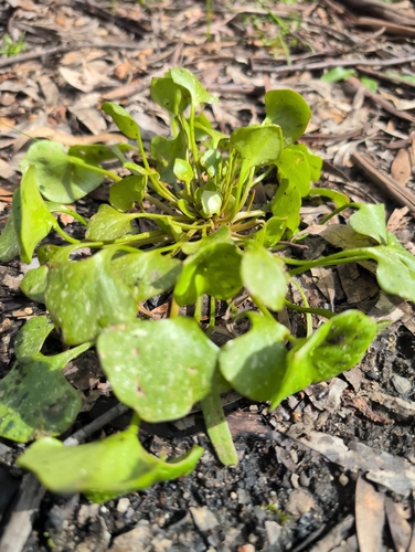 miner's lettuce