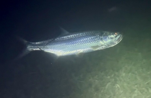 Atlantic Tarpon