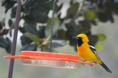 Icterus cucullatus