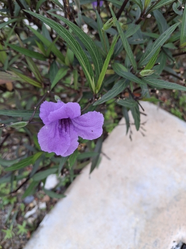 Mexican Ruellia