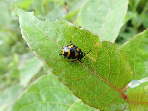 Gallerucida observed 2026-08-19
