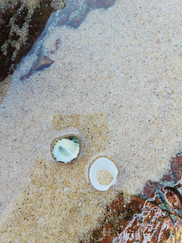 blotched nerite