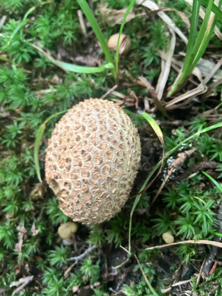 common earthball · August 2026 · photo: Photo: (c) rj-that-scout, some rights reserved (CC BY) · iNaturalist