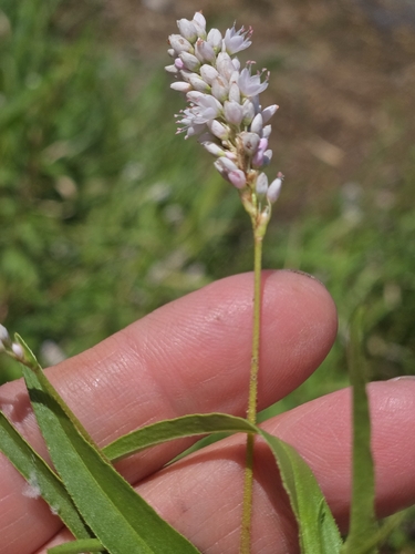 Persicaria bicornis
