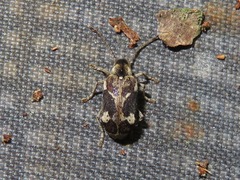 Ptinomorphus imperialis