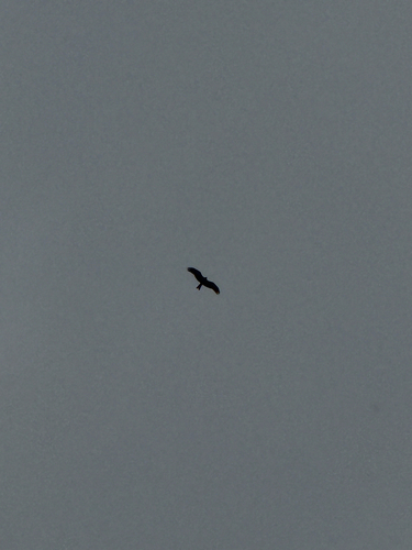 Black Kite