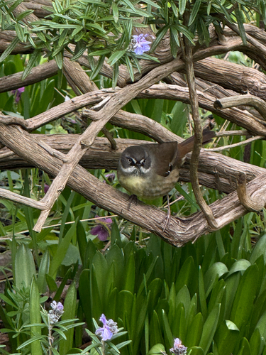 White-browed Scrubwren
