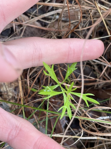 Haloragis heterophylla, 2026-08-20