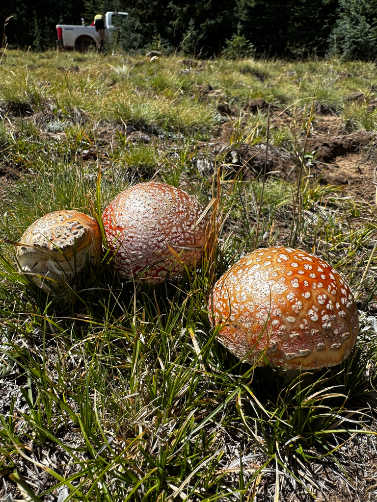 Fly Agaric · August 2026 · photo: Photo: (c) Parker James Lloyd, some rights reserved (CC BY) · iNaturalist