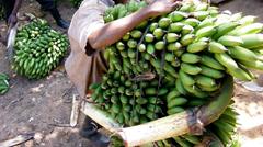 Musa