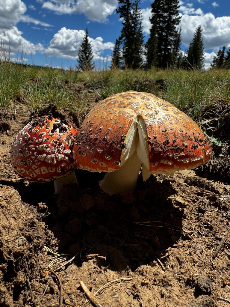 Fly Agaric · August 2026 · photo: Photo: (c) Parker James Lloyd, some rights reserved (CC BY) · iNaturalist