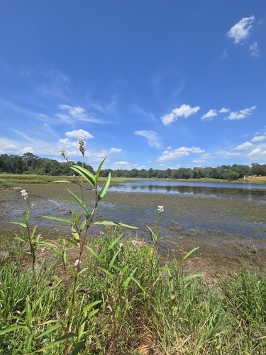 Persicaria bicornis, photograph 2