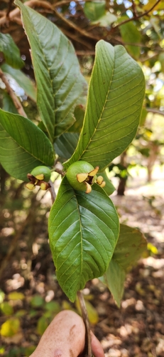 Common guava