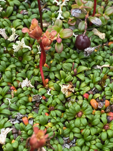 Diapensia obovata, photograph 4
