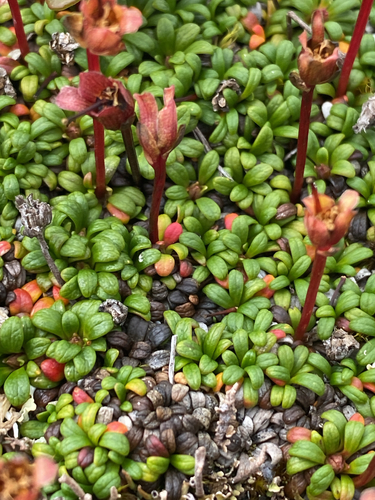 Diapensia obovata, photograph 3